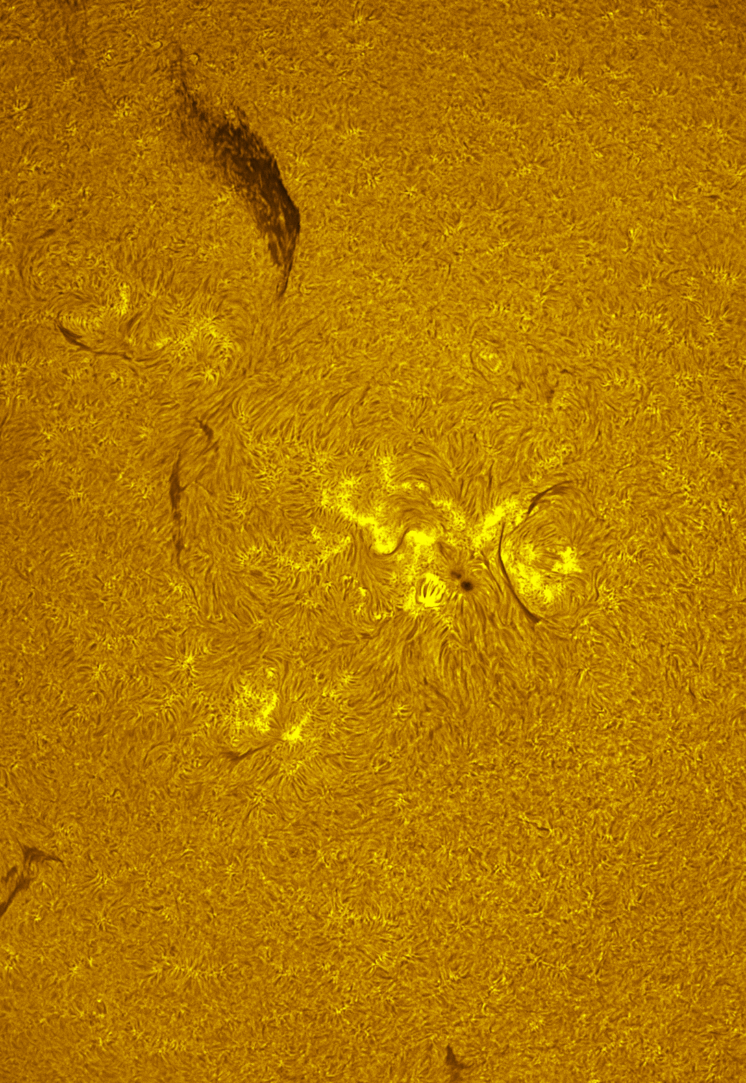 Active region 4465 in h-alpha 06/14/26
