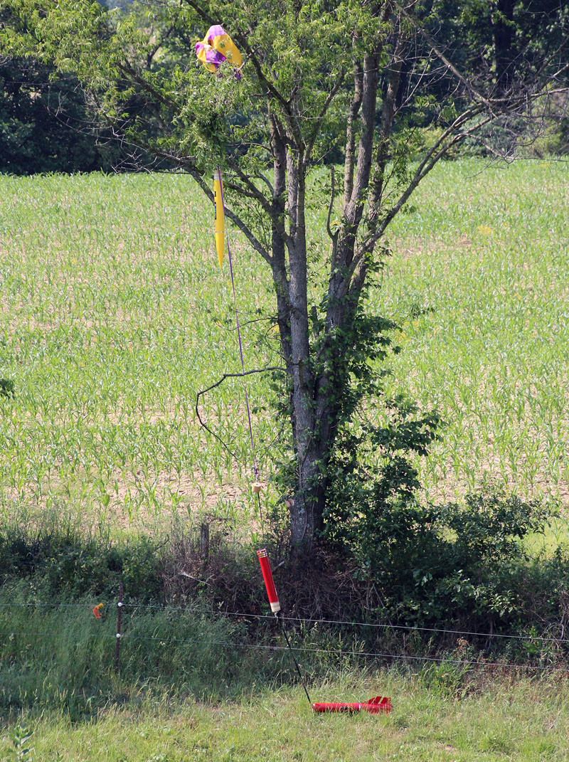 Endeavor in a rocket eating tree! 