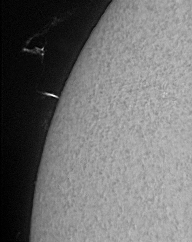 Solar prominences in h-alpha 01/31/2009