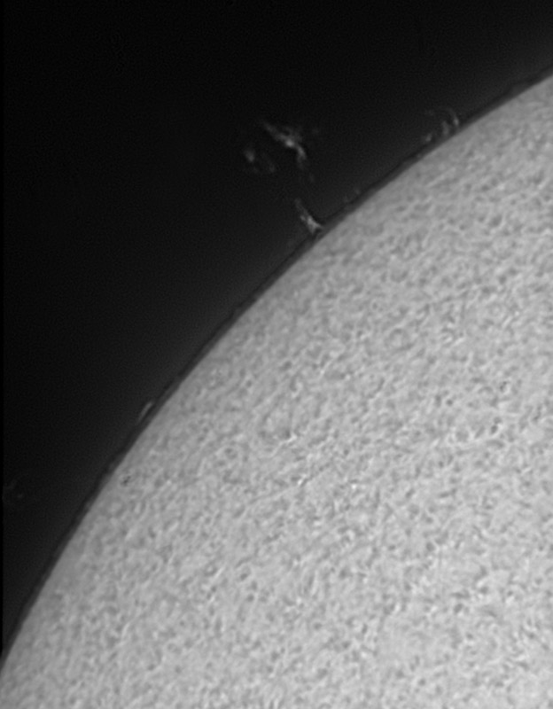 Solar prominences in h-alpha 01/31/2009