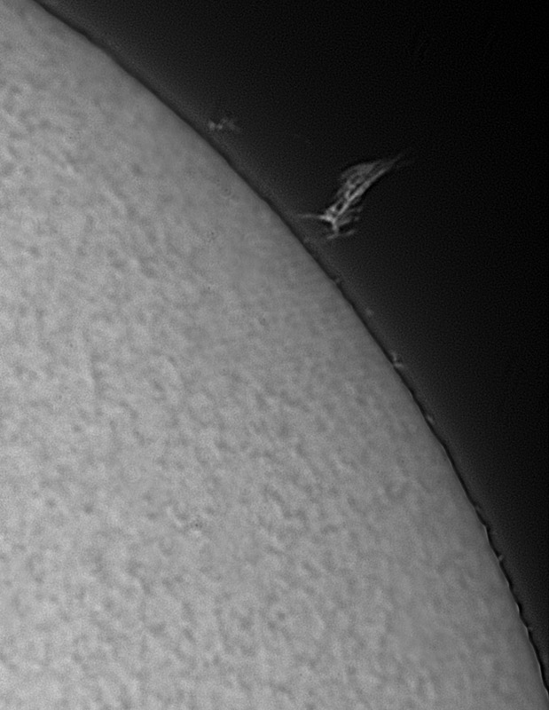 Solar prominences in h-alpha 01/31/2009