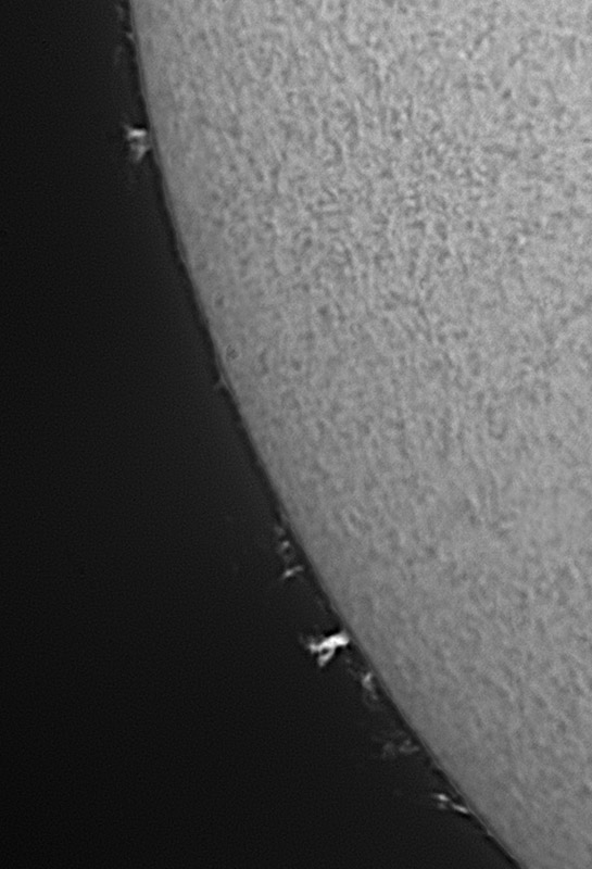 Solar prominences in h-alpha 01/31/2009